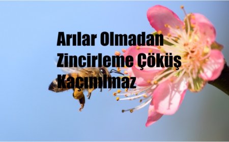 Pestisitler ve İklim Değişikliği Arı Nüfusunu Tehdit Ediyor: Arılar Olmadan Zincirleme Çöküş Kaçınılmaz